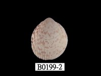 藏品(鳥尾蛤)的圖片